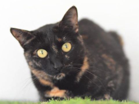 NIKITA 230 27620 Gasny