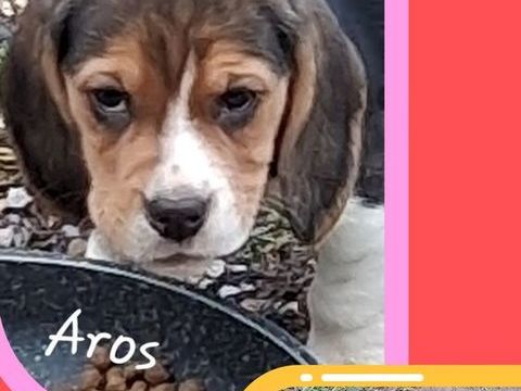 Chiots beagle LOF 800 12360 Peux-et-couffouleux