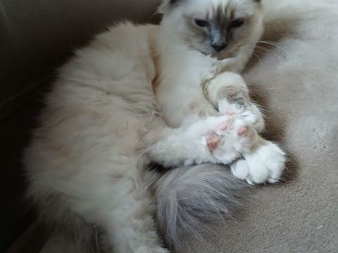 chaton sacr&eacute; de birmanie 950e m&acirc;le Loof 950 59530 Englefontaine