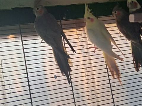 callopsittes 15 35120 Baguer-morvan