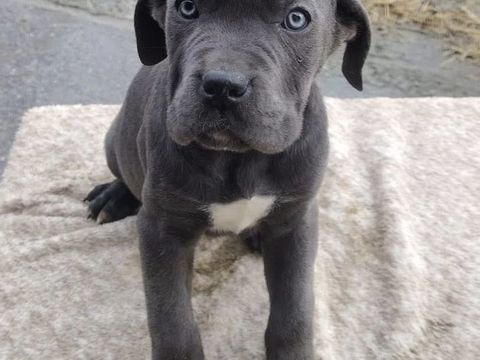 Cane Corso LOF 1800 65420 Ibos