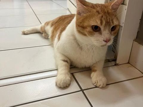 ✨️ MACHU ✨️ 🐱 0 77200 Torcy
