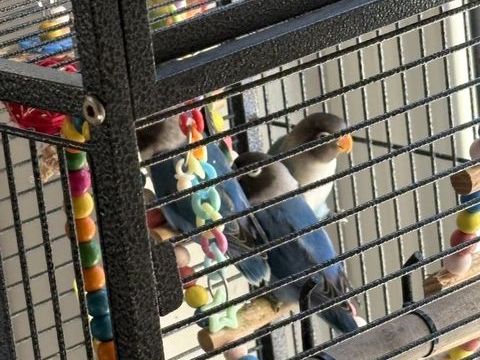 Ins&eacute;parables personnatas 30 06330 Roquefort-les-pins