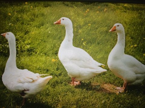 3 Oies 130 30100 Al�s