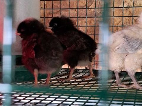 PIOU PIOU ! 5 77540 Courpalay