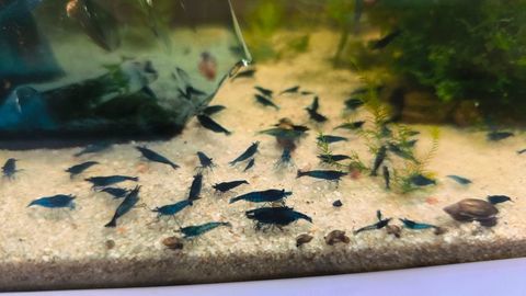 Crevettes d'aquarium 2 33390 Berson