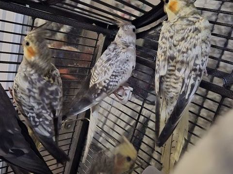 Magnifique jeune  calopsittes 0 38560 Jarrie