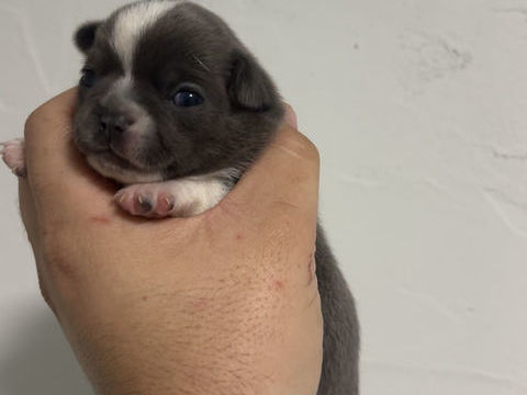 Bb 
Chihuahua à réserver 1100 13130 Berre-l'tang