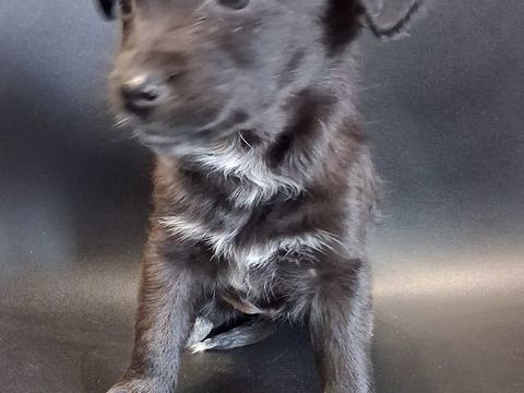 LABRADOR 0 13700 Marignane