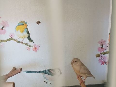 Oiseaux color&eacute;s 40 08190 Saint-germainmont