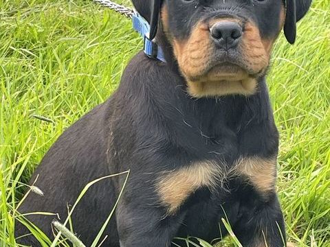 Chiots Lof Rottweiler 1100 61220 Le ménil-de-briouze