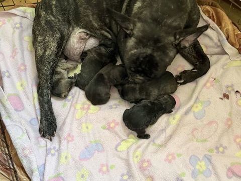 Bouledogue fran&ccedil;ais 0 38000 Grenoble