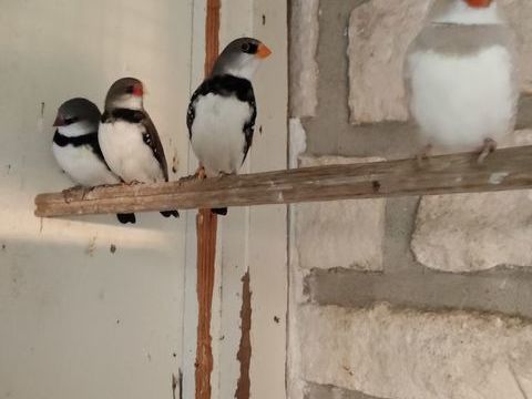 Couples de diamant goutelette 80 46400 Saint-cr