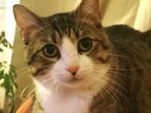 TERTIO Chat tigr&eacute; blanc 2 ans 195 92260 Fontenay-aux-roses