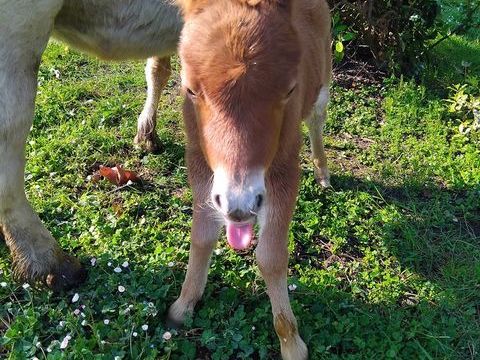 2 shetland (-1 an et 1 an1/2) 550 44500 La baule-escoublac