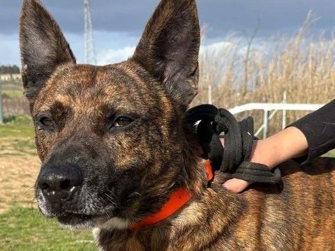 FLINN, berger hollandais 3 ans SAUVETAGE CHIEN DEPRIME 0 34500 Béziers
