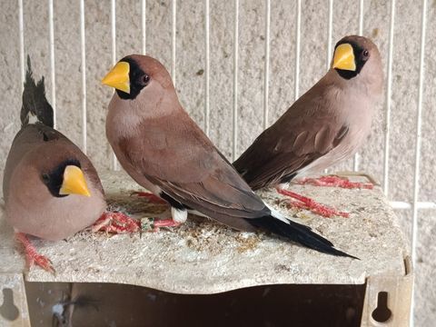 Oiseaux Bec d'argent 80 35137 Pleumeleuc