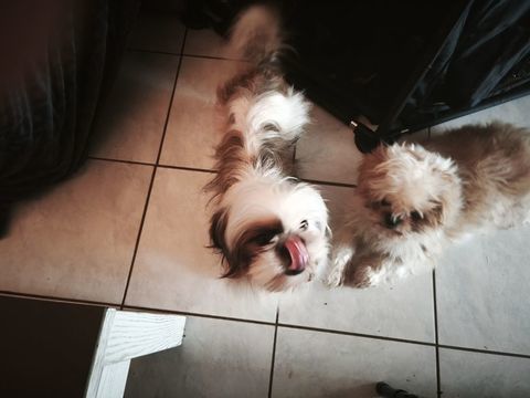 chiots Shih Tzu 800 22160 La chapelle-neuve