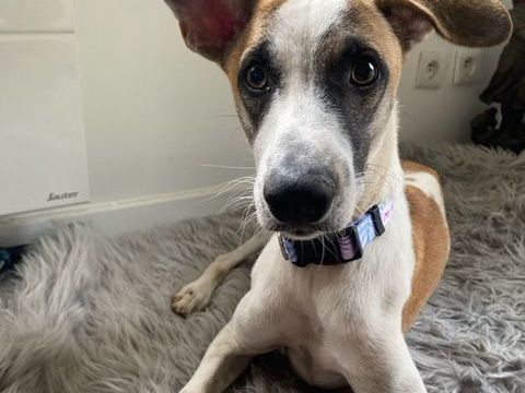 Alien, adorable lévrier à l'adoption 250 35000 Rennes