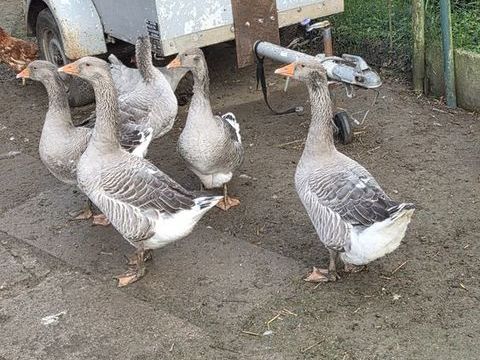 oies femelles et males 80 59299 Boeschepe