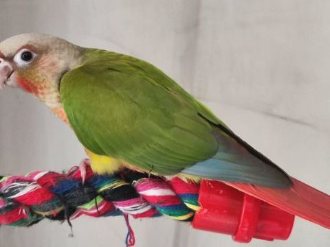 Perruche conures EAM 170 11570 Palaja
