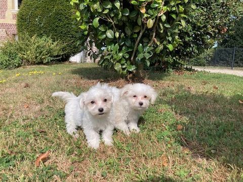 chiot bichon maltais 1200 76110 Grainville-ymauville
