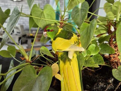 Kakariki M&acirc;le et femelle 40 29420 Plouvorn