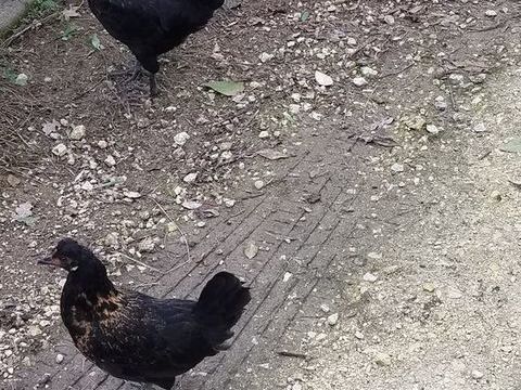 Mini poules 15 33440 Ambarès-et-lagrave