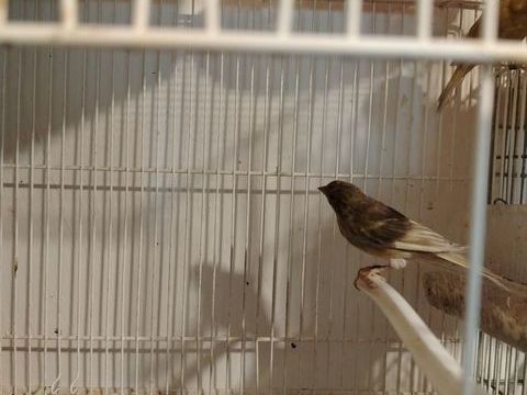 Canari raza 25 77500 Chelles