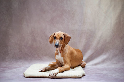 Magnifiques chiots levriers Azawakhs LOF 1500 16480 Guizengeard