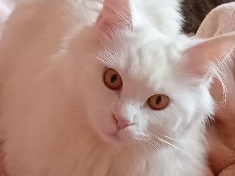 Saillie 0 06500 Menton