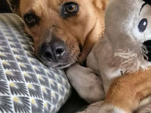 Lucy, 5ans cherche sa famille 350 37500 Anch�