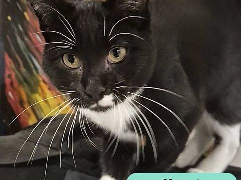 Mozart, chat noir et blanc &agrave; adopter 200 44640 Le pellerin