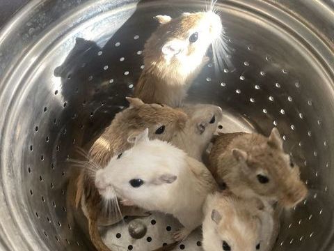 5 gerbilles m&acirc;les + grande cage ? 50 � 50 01480 Jassans-riottier