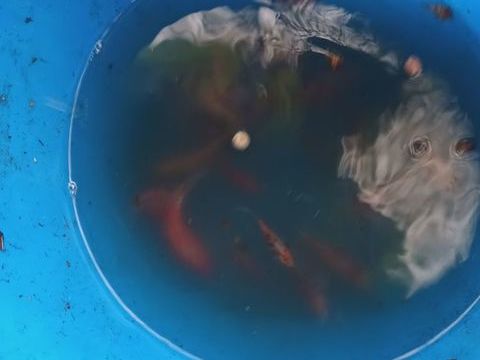 Jeunes poisson rouge et gris  de bassin 2 29410 Saint-th�gonnec