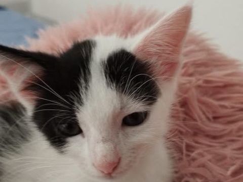 Chat ALTESSE à l adoption 110 26300 Charpey