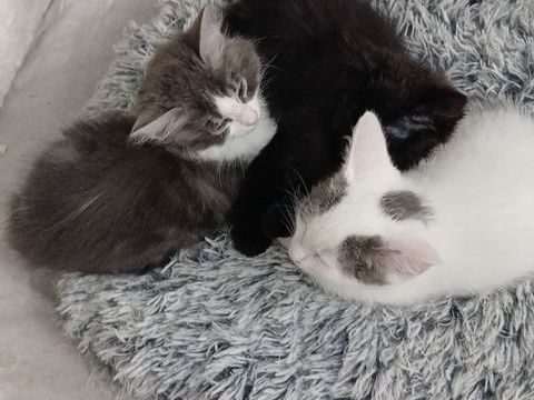 8 5adorables chatons recherchant une famille pour la vie . 0 95400 Villiers-le-bel