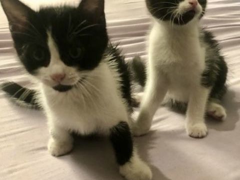 Chaton 0 75001 Paris