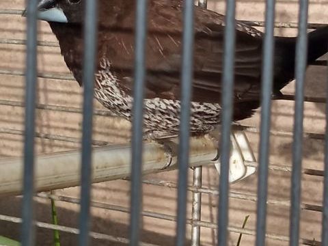 Moineau du japon 8 44460 F�gr�ac