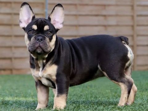 Magnifique chiot bouledogue fran&ccedil;ais m&acirc;le 2000 30920 Codognan