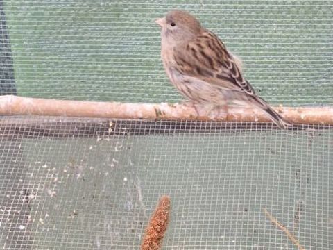 Canaris m&acirc;les 15 76250 D�ville-l�s-rouen