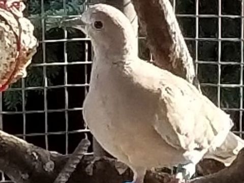 ou &eacute;change tourterelles 10 93470 Coubron