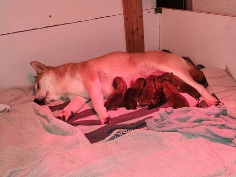 Chiots shiba inu lof disponible a la r&eacute;servation 
1190 50390 N�hou