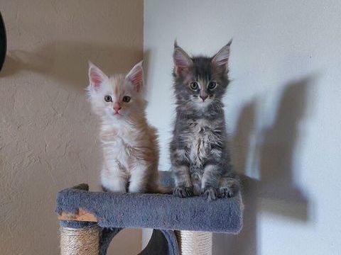 Chatons Maine COON 950 72300 Louailles