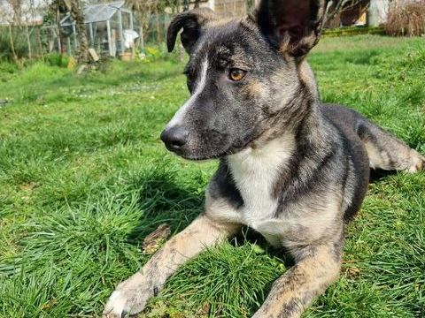 Cyrano &agrave; l'adoption 231 57920 Aboncourt