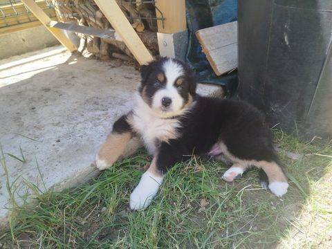 Chiot m&acirc;le berger australien LOF 1300 73110 La rochette