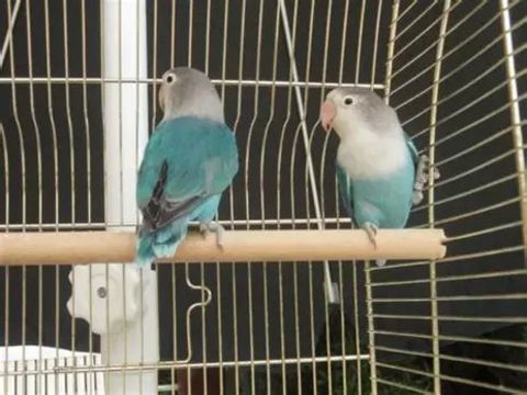 ins&eacute;parables femelles 25 85770 Velluire