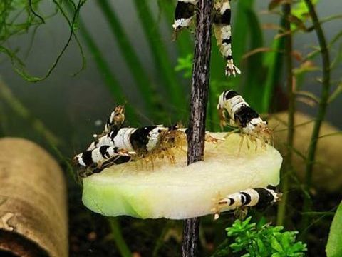 Caridina crystal black 3 77340 Pontault-combault