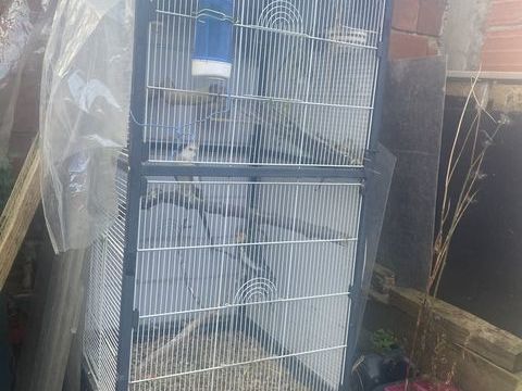 Couple calopsitte ext&eacute;rieur 150 93320 Les pavillons-sous-bois