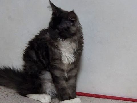 Tres beau maine coon 5 mois male. 780 13013 Marseille